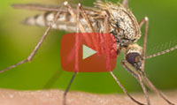 Zika Virus Update Video